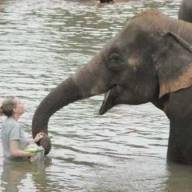 Saving the elephants