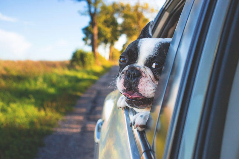 dog car travel