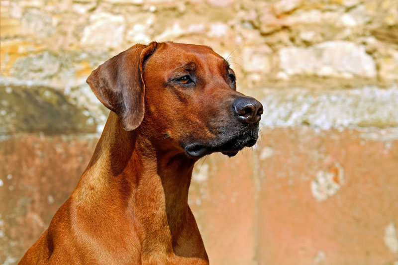 rhodesian ridgeback 2727035 1280