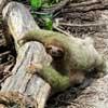 sloth costa rica volunteer vacations