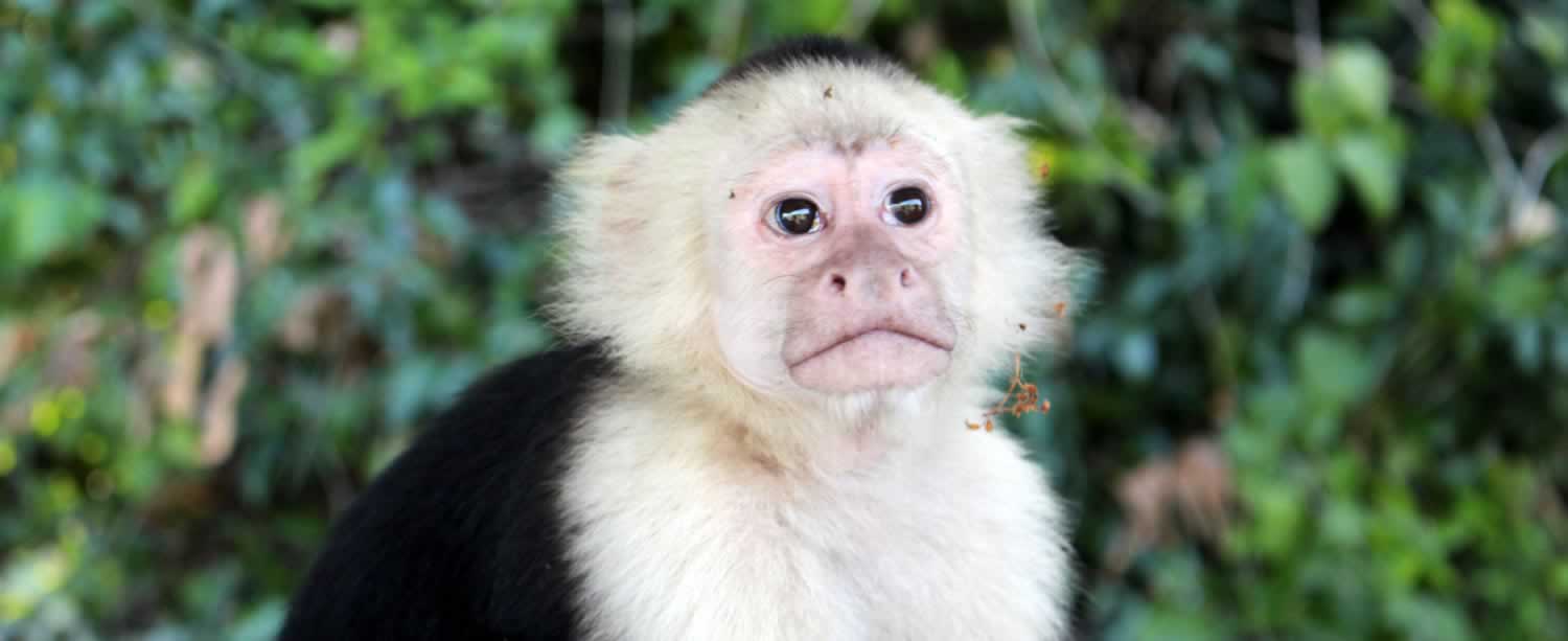 Exotic Costa Rica Animal Rehabilitation