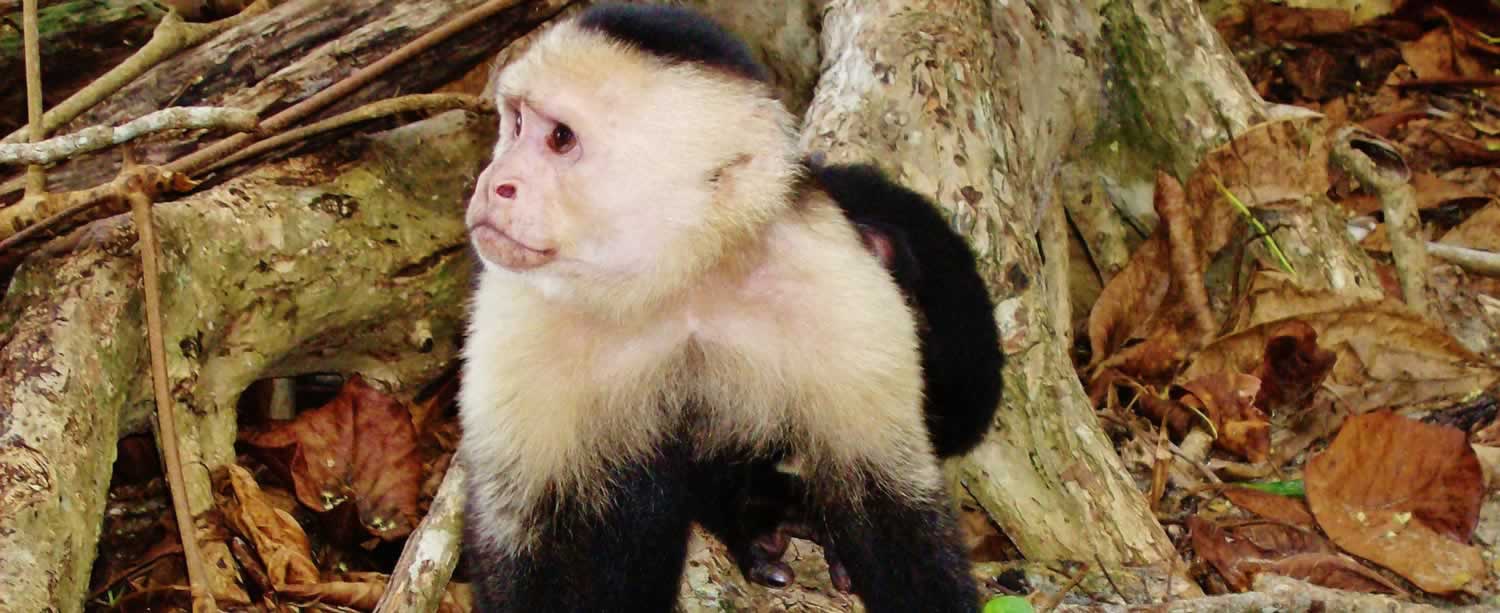 Exotic Costa Rica Animal Rehabilitation