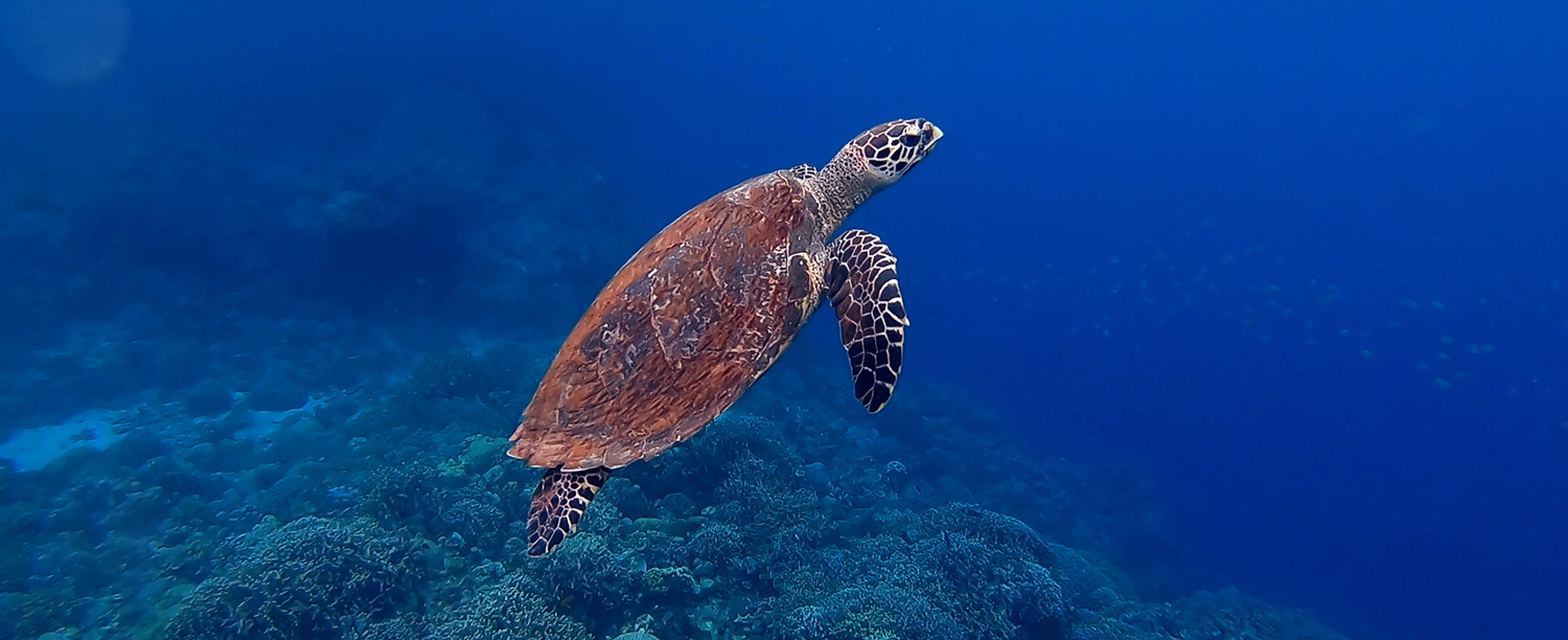Sea Turtle Rescue Costa Rica