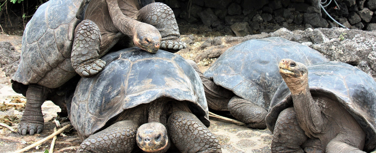 Galápagos Islands Conservation