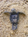Costa Rica Sea Turtle Rescue
